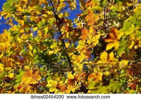 Stock Image - "Sycamore maple tree (Acer pseudoplatanus), autumnal foliage, Kampen, Chiemgau, Upper Bavaria, Bavaria, Germany, Europe". Fotosearch