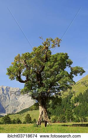Picture - "Sycamore or Sycamore Maple (Acer pseudoplatanus), Grosser Ahornboden, Karwendel Mountains, Tyrol, Austria, Europe". Fotosearch