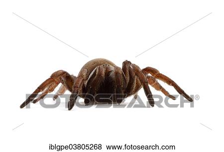 Sydney Brown Trapdoor Spider (Misgolas rapax) View Large Photo Image Stock Photo - Sydney Brown Trapdoor Spider (Misgolas rapax). Fotosearch