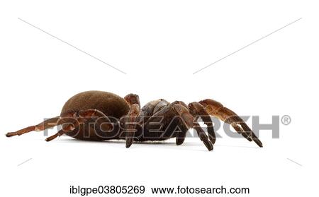 Sydney Brown Trapdoor Spider (Misgolas rapax) View Large Photo Image Stock Photo - Sydney Brown Trapdoor Spider (Misgolas rapax). Fotosearch