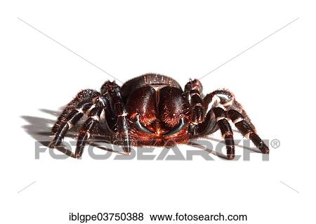 Sydney Funnel-web Spider (Atrax robustus) View Large Photo Image Stock Photo - Sydney Funnel-web Spider (Atrax robustus). Fotosearch