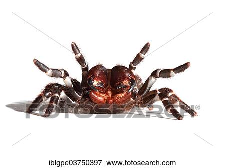 Sydney Funnel-web Spider (Atrax robustus) View Large Photo Image Stock Photo - Sydney Funnel-web Spider (Atrax robustus). Fotosearch