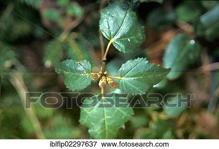 Syrian Maple (Acer obtusifolium) leaves View Large Photo Image Stock Photo - Syrian Maple (Acer obtusifolium) leaves. Fotosearch