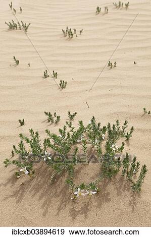 "Syrian Rue (Peganum harmala) in the sand dunes of Khongoryn Els, Gobi Gurvansaikhan National Park, Gobi Desert, South Gobi, Omnogovi Province, Mongolia, Asia" View Large Photo Image Stock Photo - "Syrian Rue (Peganum harmala) in the sand dunes of Khongoryn Els, Gobi Gurvansaikhan National Park, Gobi Desert, South Gobi, Omnogovi Province, Mongolia, Asia". Fotosearch