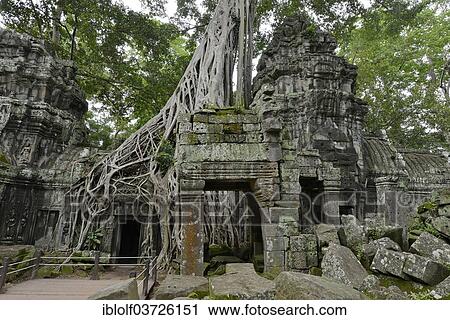 "Ta Prohm temple complex overgrown with strangler fig(Ficus virens), Ta Prohm, Angkor region, Siem Reap, Cambodia, Asia" View Large Photo Image Stock Image - "Ta Prohm temple complex overgrown with strangler fig(Ficus virens), Ta Prohm, Angkor region, Siem Reap, Cambodia, Asia". Fotosearch
