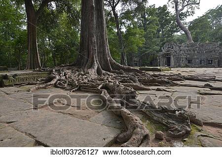"Ta Prohm temple complex overgrown with strangler fig(Ficus virens), Ta Prohm, Angkor region, Siem Reap, Cambodia, Asia" View Large Photo Image Stock Photo - "Ta Prohm temple complex overgrown with strangler fig(Ficus virens), Ta Prohm, Angkor region, Siem Reap, Cambodia, Asia". Fotosearch