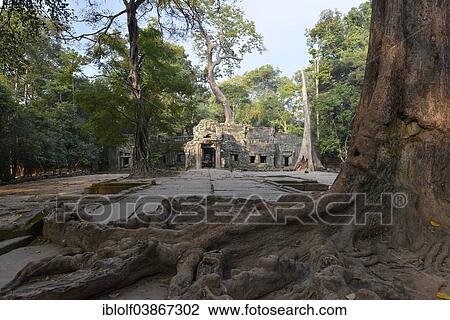 "Ta Prohm temple complex with the roots of a Strangler Fig or White Fig (Ficus virens), Angkor region, Siem Reap, Cambodia, Asia" View Large Photo Image Stock Image - "Ta Prohm temple complex with the roots of a Strangler Fig or White Fig (Ficus virens), Angkor region, Siem Reap, Cambodia, Asia". Fotosearch