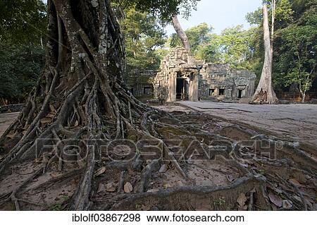 "Ta Prohm temple complex with the roots of a Strangler Fig or White Fig (Ficus virens), Angkor region, Siem Reap, Cambodia, Asia" View Large Photo Image Stock Photo - "Ta Prohm temple complex with the roots of a Strangler Fig or White Fig (Ficus virens), Angkor region, Siem Reap, Cambodia, Asia". Fotosearch