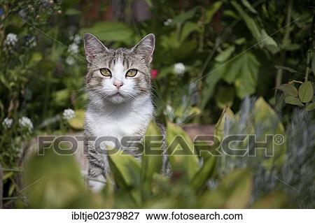 Tabby cat sitting in a garden View Large Photo Image Stock Photo - Tabby cat sitting in a garden. Fotosearch