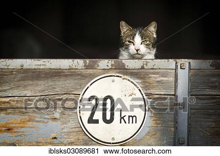 "Tabby cat sitting on a trailer in a barn, Satteldorf, Hohenlohe, Baden-Wurttemberg, Germany, Europe" View Large Photo Image Stock Image - "Tabby cat sitting on a trailer in a barn, Satteldorf, Hohenlohe, Baden-Wurttemberg, Germany, Europe". Fotosearch