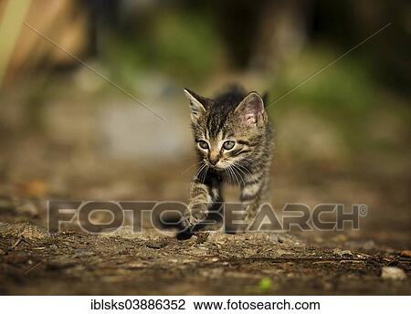 Stock Image - "Tabby kitten on foot in a yard, Germany, Europe". Fotosearch