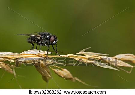 "Tachinid fly (Tachinid sp. ), perched on dry Couch grass stem (Elymus repens), South Wales, United Kingdom, Europe" View Large Photo Image Stock Image - "Tachinid fly (Tachinid sp. ), perched on dry Couch grass stem (Elymus repens), South Wales, United Kingdom, Europe". Fotosearch