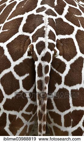 "Tail of the Reticulated Giraffe (Giraffa camelopardalis reticulata), captive" View Large Photo Image Stock Photo - "Tail of the Reticulated Giraffe (Giraffa camelopardalis reticulata), captive". Fotosearch