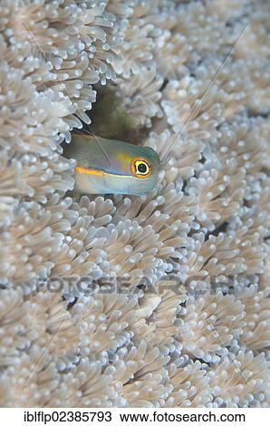 "Tailspot Blenny (Ecsenius stigmatura), adult, sheltering in coral hole, Farondi Island, Raja Ampat Islands, Four Kings, West Papua, New Guinea, Indonesia, Southeast Asia, Asia" View Large Photo Image Stock Image - "Tailspot Blenny (Ecsenius stigmatura), adult, sheltering in coral hole, Farondi Island, Raja Ampat Islands, Four Kings, West Papua, New Guinea, Indonesia, Southeast Asia, Asia". Fotosearch