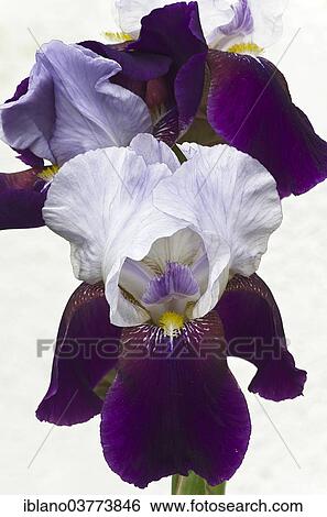 "Tall Bearded Iris (Iris x barbata-eliator), """"Night Edition"""", Austria, Europe" View Large Photo Image Stock Photograph - "Tall Bearded Iris (Iris x barbata-eliator), """"Night Edition"""", Austria, Europe". Fotosearch