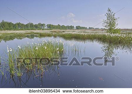 "Tall Cottongrass or Common Cottongrass (Eriophorum angustifolium), Emsland, Lower Saxony, Germany, Europe" View Large Photo Image Picture - "Tall Cottongrass or Common Cottongrass (Eriophorum angustifolium), Emsland, Lower Saxony, Germany, Europe". Fotosearch