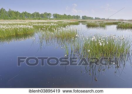 "Tall Cottongrass or Common Cottongrass (Eriophorum angustifolium), Emsland, Lower Saxony, Germany, Europe" View Large Photo Image Stock Photo - "Tall Cottongrass or Common Cottongrass (Eriophorum angustifolium), Emsland, Lower Saxony, Germany, Europe". Fotosearch
