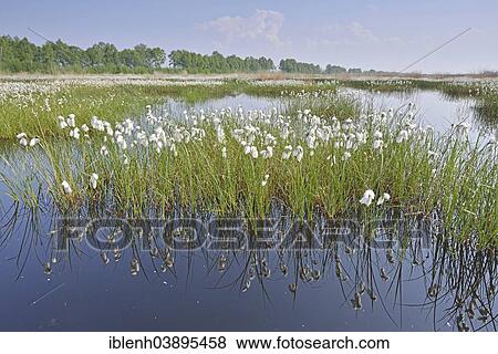 "Tall Cottongrass or Common Cottongrass (Eriophorum angustifolium), Emsland, Lower Saxony, Germany, Europe" View Large Photo Image Stock Photo - "Tall Cottongrass or Common Cottongrass (Eriophorum angustifolium), Emsland, Lower Saxony, Germany, Europe". Fotosearch