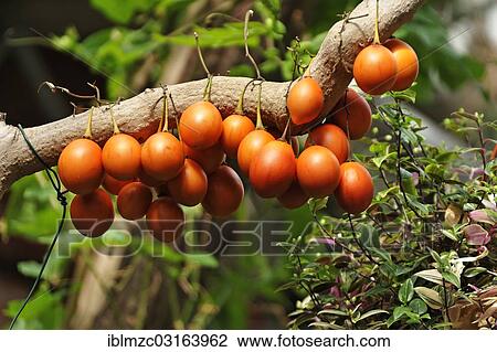 "Tamarillos (Solanum betaceum, Cyphomandra betacea) hung over a branch, Botanical Garden, Erlangen, Middle Franconia, Bavaria, Germany, Europe" View Large Photo Image Stock Image - "Tamarillos (Solanum betaceum, Cyphomandra betacea) hung over a branch, Botanical Garden, Erlangen, Middle Franconia, Bavaria, Germany, Europe". Fotosearch