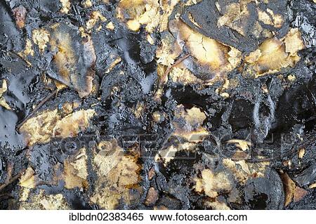 "Tamarind paste, close-up" View Large Photo Image Stock Photography - "Tamarind paste, close-up". Fotosearch