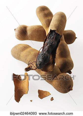 Tamarind View Large Photo Image Stock Image - Tamarind. Fotosearch