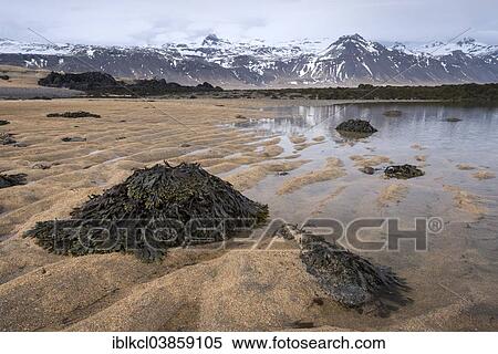 "Tang, beach of Gullsandur, Buoir, Iceland, Europe" View Large Photo Image Stock Photography - "Tang, beach of Gullsandur, Buoir, Iceland, Europe". Fotosearch