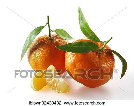 Stock Image - "Tangerines, fruit with leaves". Fotosearch