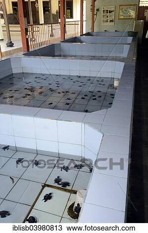 Stock Image - "Tanks for turtles in a breeding station, Bali, Indonesia, Asia". Fotosearch