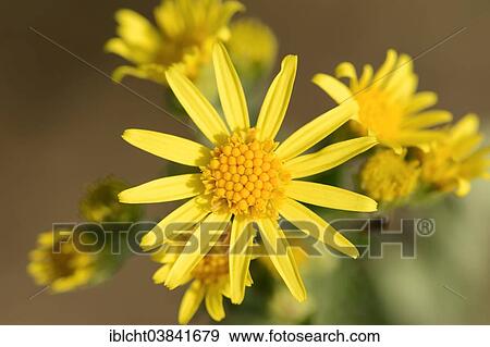 Stock Photo - "Tansy Ragwort (Senecio jacobaea, Jacobaea vulgaris), flowers, North Rhine-Westphalia, Germany, Europe". Fotosearch