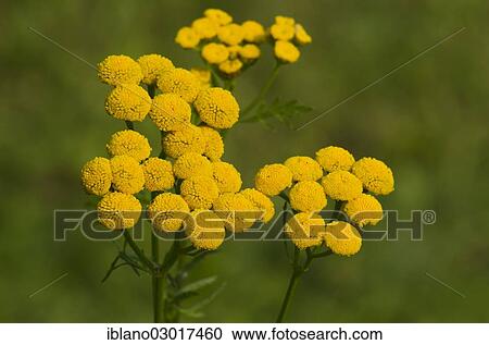 Stock Image - "Tansy (Tanacetum vulgare), Limbach, Burgenland, Austria, Europe". Fotosearch