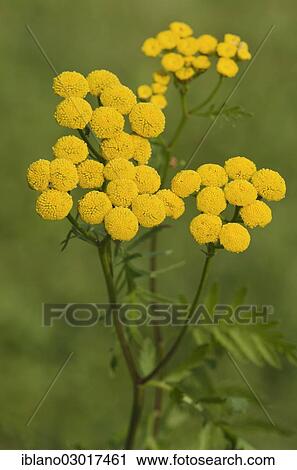 "Tansy (Tanacetum vulgare), Limbach, Burgenland, Austria, Europe" View Large Photo Image Stock Image - "Tansy (Tanacetum vulgare), Limbach, Burgenland, Austria, Europe". Fotosearch