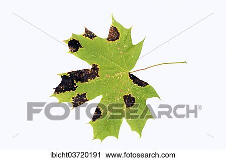 "Tar Spot Fungus (Rhytisma acerinum) on the leaf of a Norway Maple (Acer platanoides), North Rhine-Westphalia, Germany, Europe" View Large Photo Image Stock Image - "Tar Spot Fungus (Rhytisma acerinum) on the leaf of a Norway Maple (Acer platanoides), North Rhine-Westphalia, Germany, Europe". Fotosearch