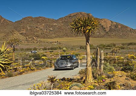 "Tarmac road and cars at the entrance to car park for visitors, Goegap Nature Reserve, Springbok, Namaqualand, Northern Cape, South Africa, Africa" View Large Photo Image Picture - "Tarmac road and cars at the entrance to car park for visitors, Goegap Nature Reserve, Springbok, Namaqualand, Northern Cape, South Africa, Africa". Fotosearch