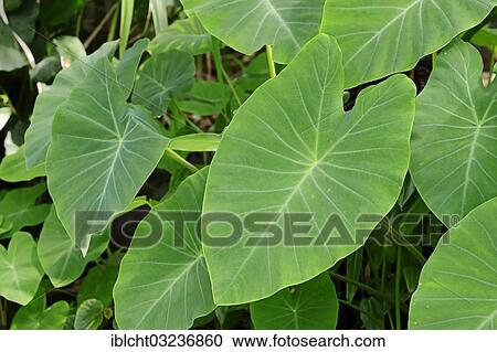 "Taro, coco yam, or Eddoe (Colocasia esculenta), leaves, North Rhine-Westphalia, Germany, Europe" View Large Photo Image Stock Image - "Taro, coco yam, or Eddoe (Colocasia esculenta), leaves, North Rhine-Westphalia, Germany, Europe". Fotosearch
