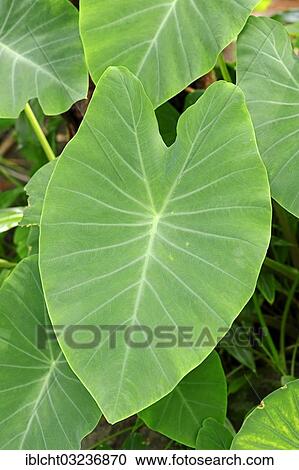 "Taro, coco yam, or Eddoe (Colocasia esculenta), leaves, North Rhine-Westphalia, Germany, Europe" View Large Photo Image Stock Image - "Taro, coco yam, or Eddoe (Colocasia esculenta), leaves, North Rhine-Westphalia, Germany, Europe". Fotosearch