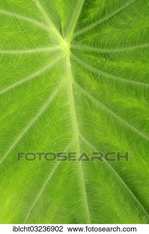 "Taro, coco yam, or Eddoe (Colocasia esculenta), leaf detail, North Rhine-Westphalia, Germany, Europe" View Large Photo Image Stock Image - "Taro, coco yam, or Eddoe (Colocasia esculenta), leaf detail, North Rhine-Westphalia, Germany, Europe". Fotosearch