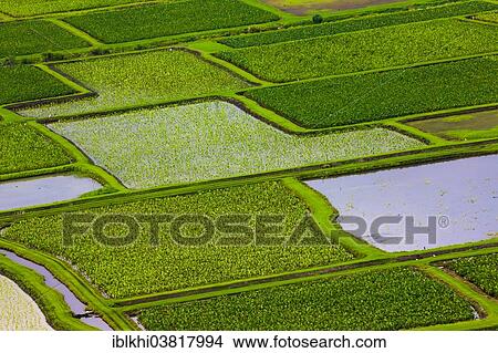 "Taro fields in Hanalei Valley, Kauai, Hawaii, USA" View Large Photo Image Picture - "Taro fields in Hanalei Valley, Kauai, Hawaii, USA". Fotosearch