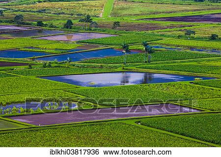 "Taro fields in Hanalei Valley, Kauai, Hawaii, USA" View Large Photo Image Stock Photograph - "Taro fields in Hanalei Valley, Kauai, Hawaii, USA". Fotosearch