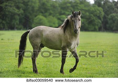 "Tarpan (Equus ferus gmelini, Equus gmelini), selective breeding, breeding back, municipal game reserve, Hesse, Germany, Europe" View Large Photo Image Stock Image - "Tarpan (Equus ferus gmelini, Equus gmelini), selective breeding, breeding back, municipal game reserve, Hesse, Germany, Europe". Fotosearch