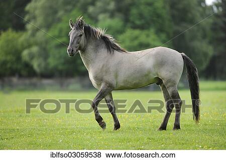 "Tarpan (Equus ferus gmelini, Equus gmelini), selective breeding, breeding back, municipal game reserve, Hesse, Germany, Europe" View Large Photo Image Stock Photo - "Tarpan (Equus ferus gmelini, Equus gmelini), selective breeding, breeding back, municipal game reserve, Hesse, Germany, Europe". Fotosearch