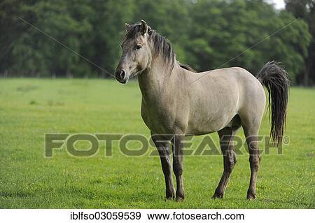 "Tarpan (Equus ferus gmelini, Equus gmelini), selective breeding, breeding back, municipal game reserve, Hesse, Germany, Europe" View Large Photo Image Stock Photo - "Tarpan (Equus ferus gmelini, Equus gmelini), selective breeding, breeding back, municipal game reserve, Hesse, Germany, Europe". Fotosearch