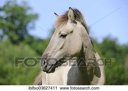 "Tarpan or Eurasian Wild Horse (Equus ferus gmelini, Equus gmelini), breeding back project, portrait, captive, North Rhine-Westphalia, Germany, Europe" View Large Photo Image Stock Image - "Tarpan or Eurasian Wild Horse (Equus ferus gmelini, Equus gmelini), breeding back project, portrait, captive, North Rhine-Westphalia, Germany, Europe". Fotosearch
