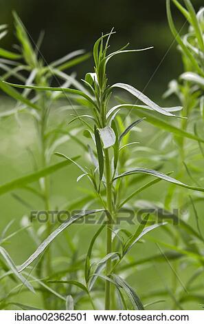 Stock Image - "Tarragon (Artemisia dracunculus), Schwaz, Tyrol, Austria, Europe". Fotosearch