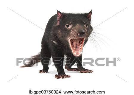 Picture - Tasmanian Devil (Sarcophilus harrisii). Fotosearch