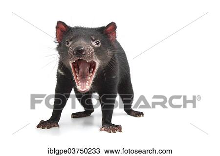 Stock Image - Tasmanian Devil (Sarcophilus harrisii). Fotosearch