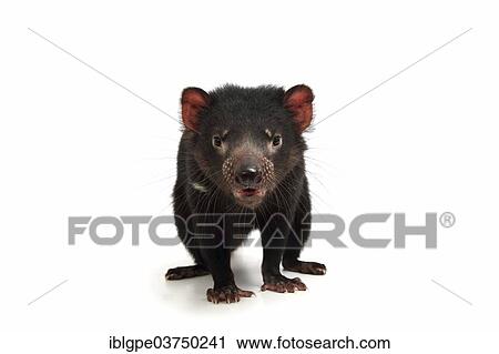 Tasmanian Devil (Sarcophilus harrisii) View Large Photo Image Stock Image - Tasmanian Devil (Sarcophilus harrisii). Fotosearch