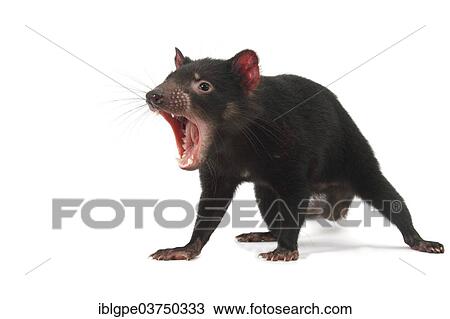 Tasmanian Devil (Sarcophilus harrisii) View Large Photo Image Stock Image - Tasmanian Devil (Sarcophilus harrisii). Fotosearch
