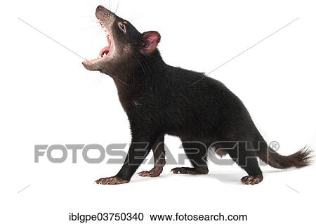 Stock Image - Tasmanian Devil (Sarcophilus harrisii). Fotosearch