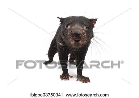 Tasmanian Devil (Sarcophilus harrisii) View Large Photo Image Stock Image - Tasmanian Devil (Sarcophilus harrisii). Fotosearch