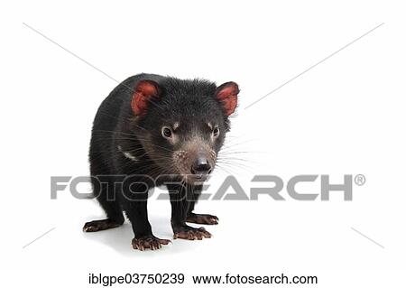 Stock Photo - Tasmanian Devil (Sarcophilus harrisii). Fotosearch